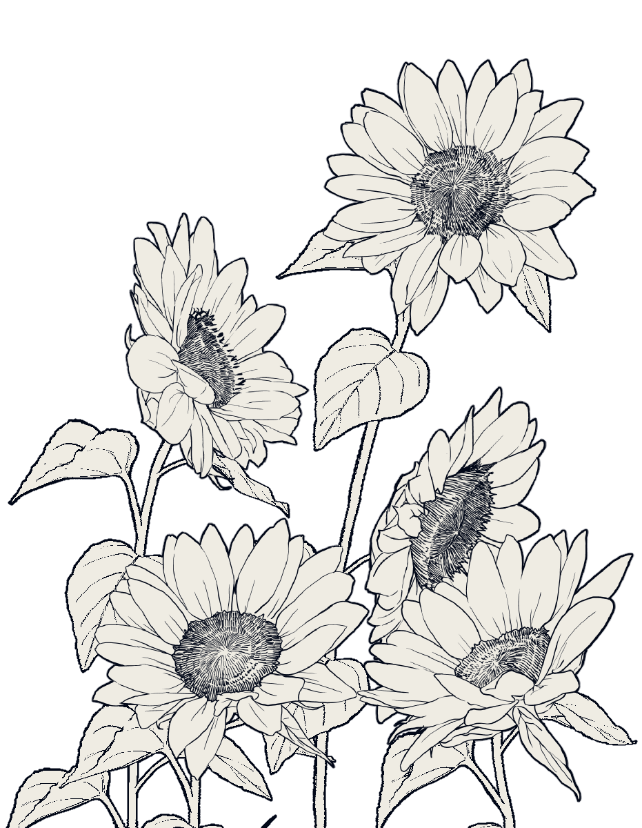 Sunflowers